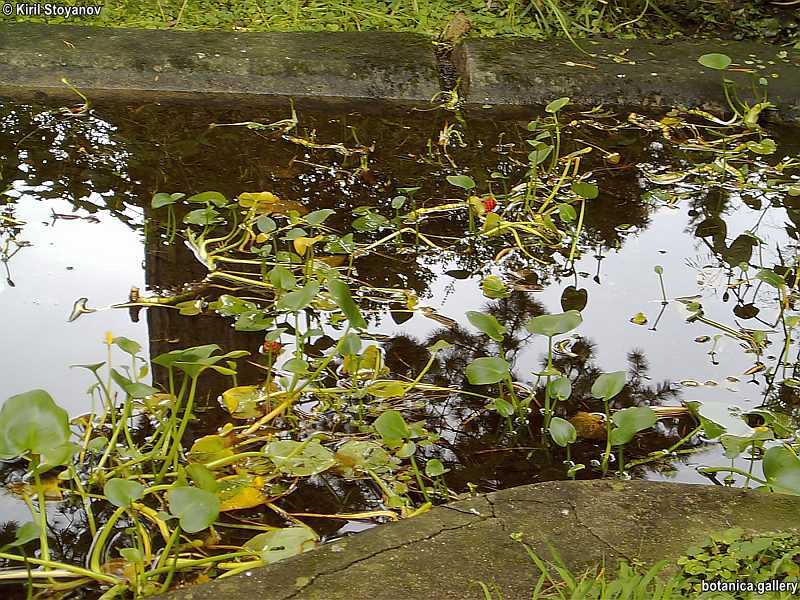 Calla palustris