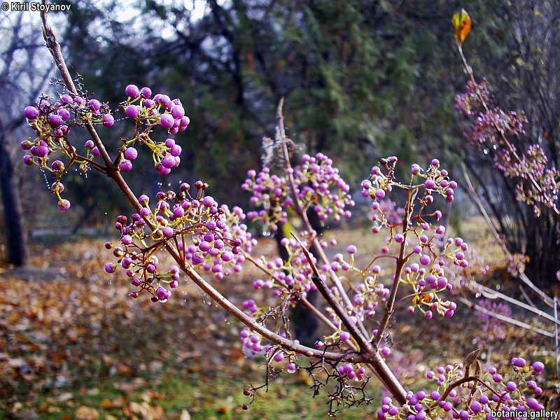 Callicarpa giraldiana