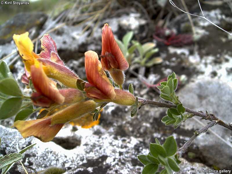 Chamaecytisus ciliatus