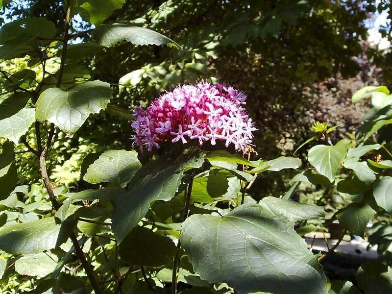 Clerodendrum bungei