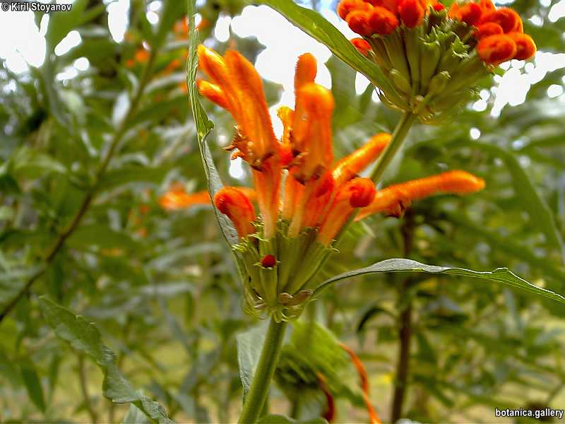 Leonotis leonurus