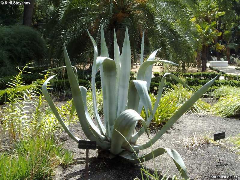 Agave americana