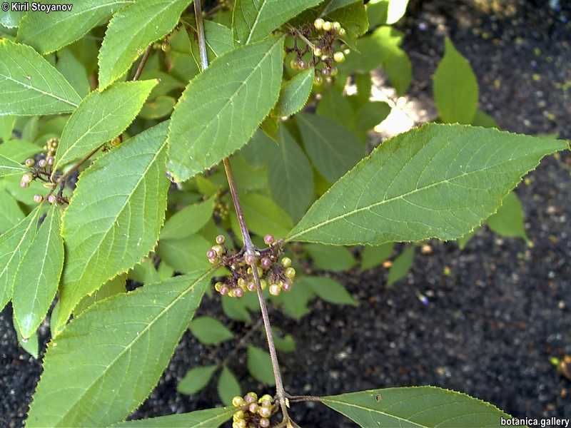 Callicarpa bodinieri