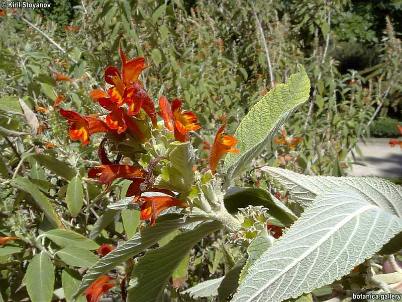 Colquhounia coccinea