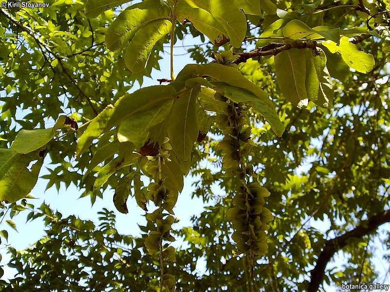 Pterocarya fraxinifolia