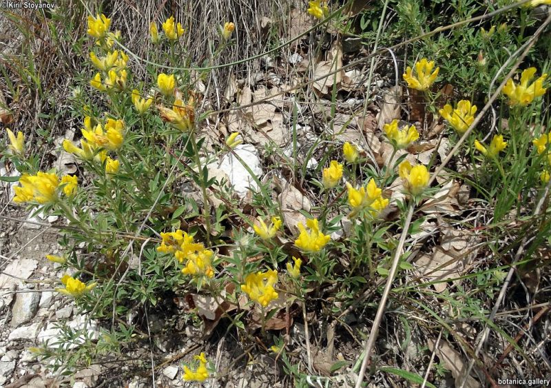 Chamaecytisus calcareus