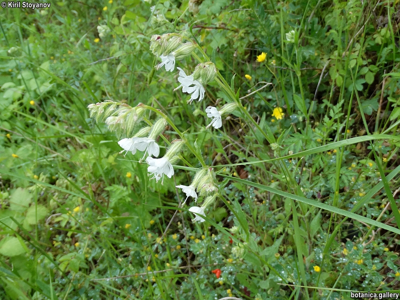 Silene dichotoma