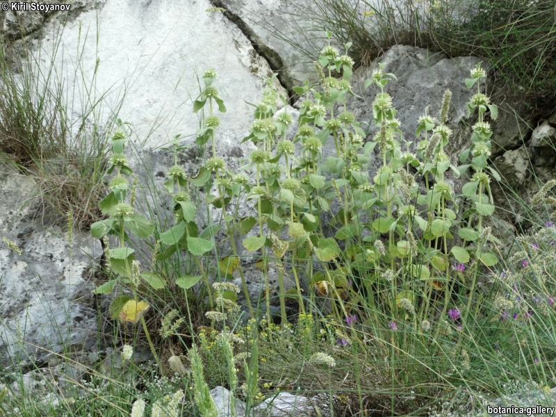 Marrubium frivaldskyanum