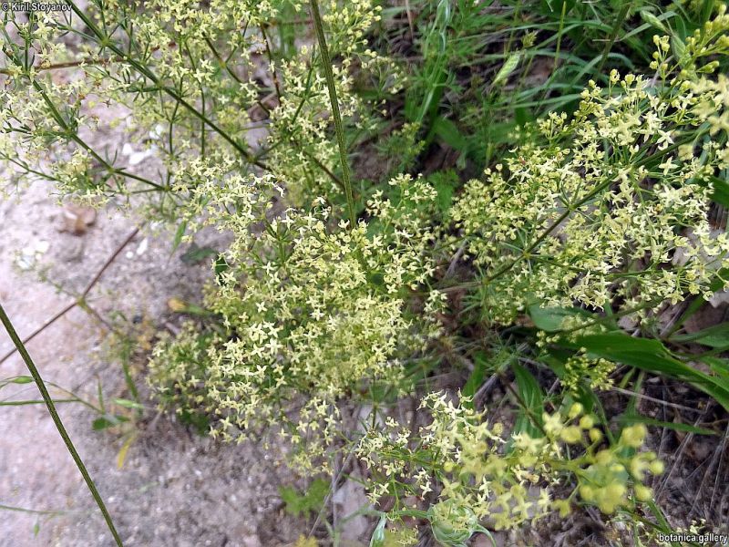 Galium lucidum