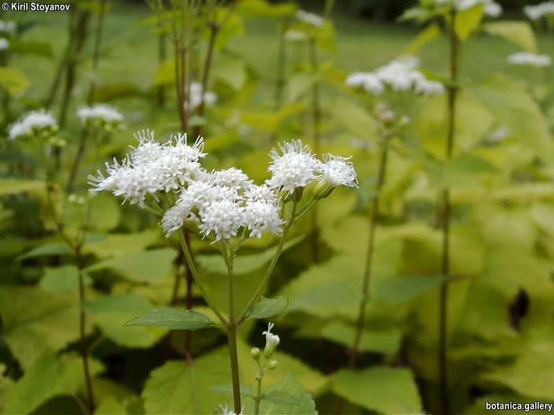 Ageratum altissima