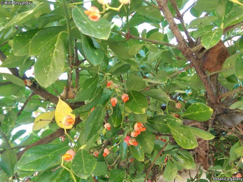 Euonymus japonicus