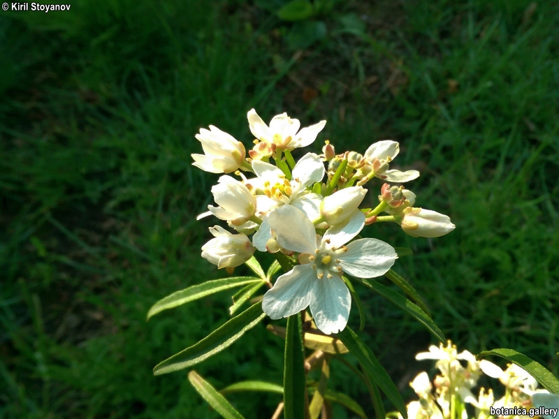 Choisya ternata