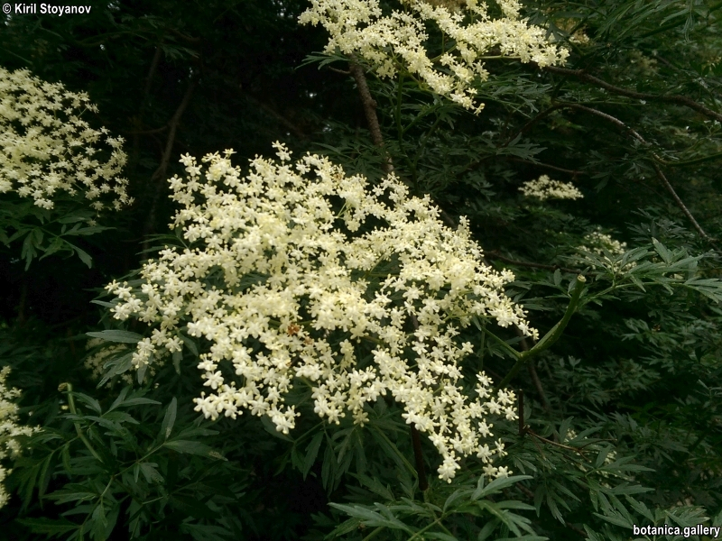 Sambucus laciniata