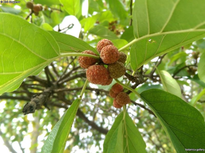 Maclura tricuspidata