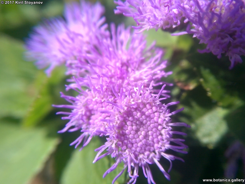 Ageratum houstonianum