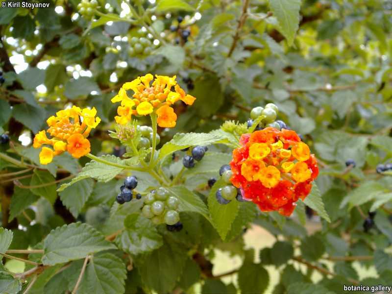 Lantana camara