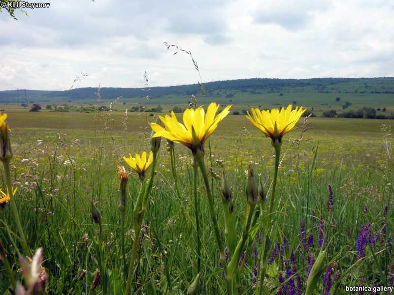 Tragopogon pratensis