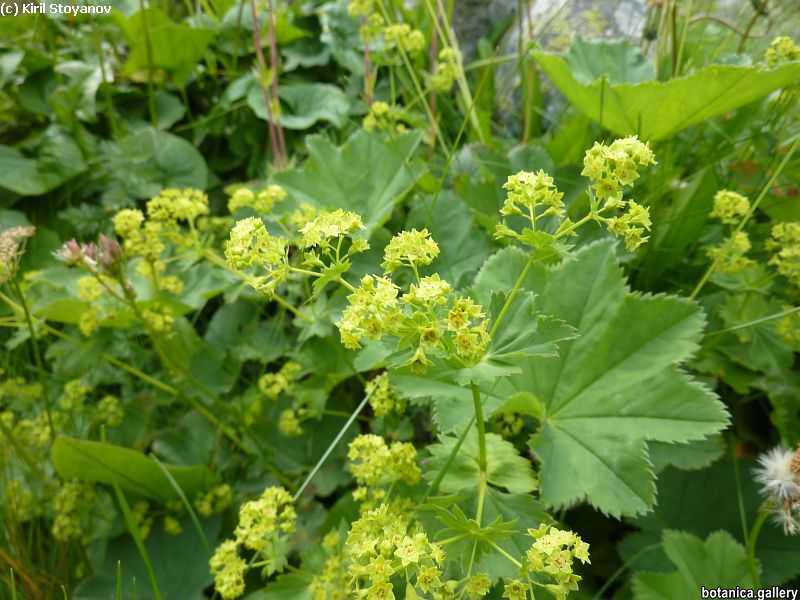 Alchemilla fissa