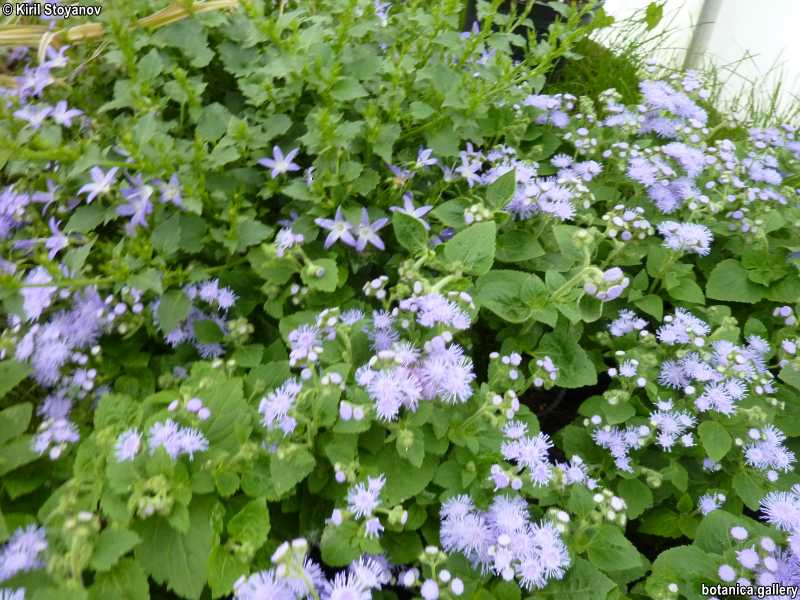 Ageratum houstonianum