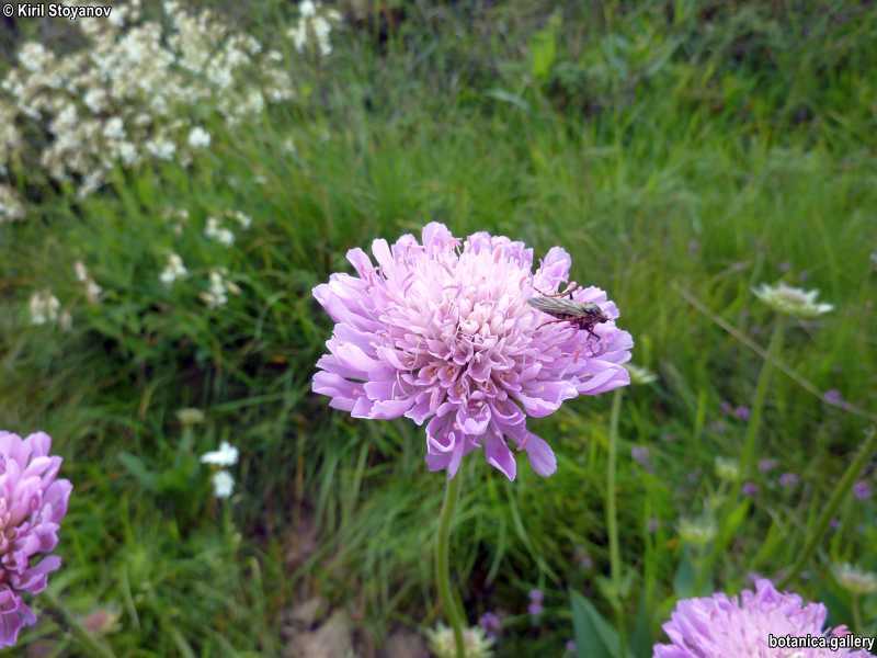 Knautia dinarica