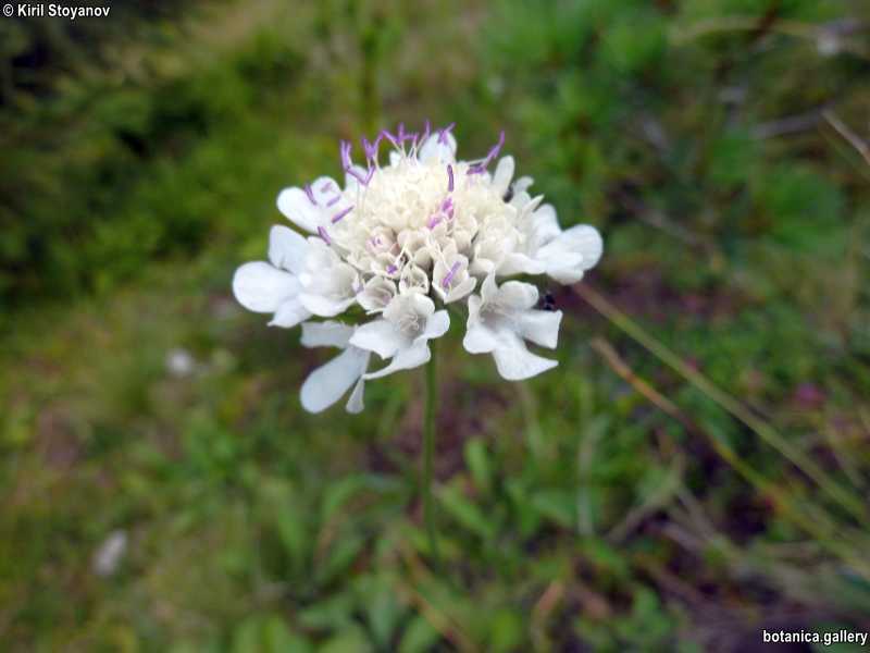 Scabiosa webbiana