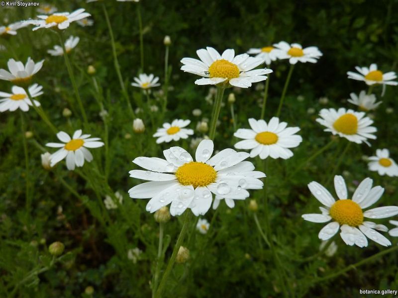 Anthemis cotula