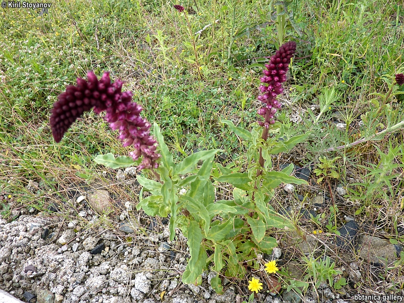 Lysimachia atropurpurea