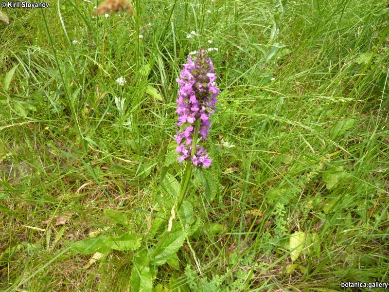 Betonica officinalis