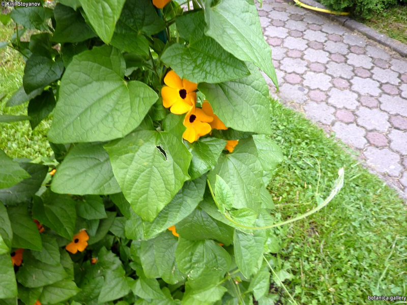 Thunbergia alata