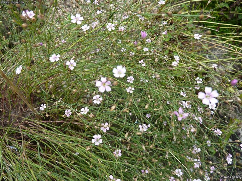 Petrorhagia saxifraga