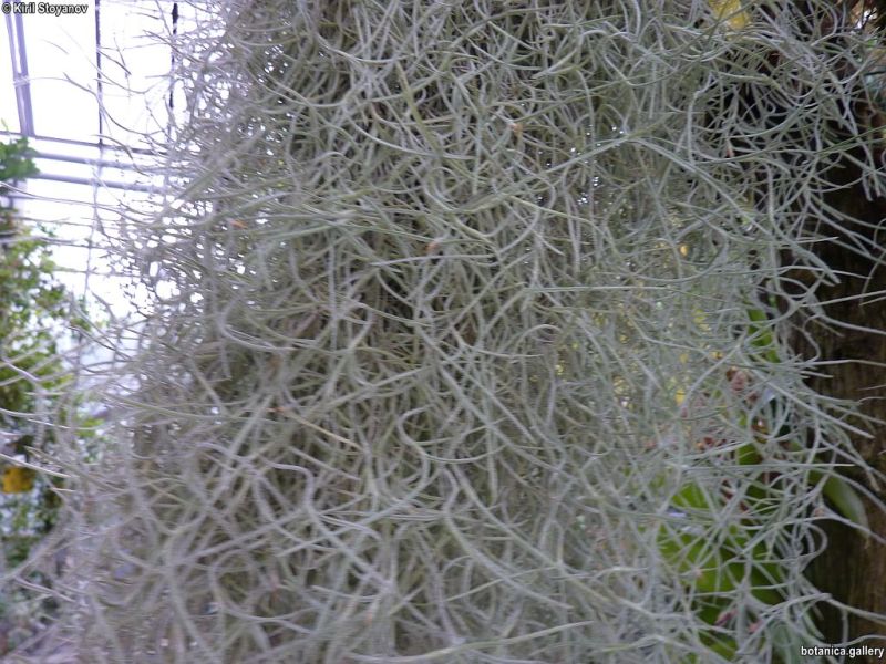 Tillandsia usneoides