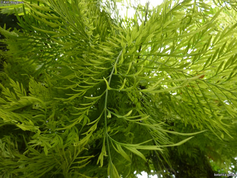 Grevillea robusta