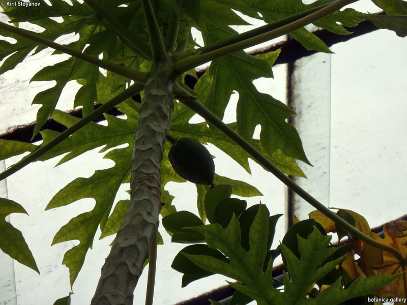 Carica papaya