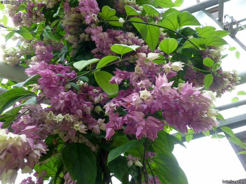 Clerodendrum thomsoniae