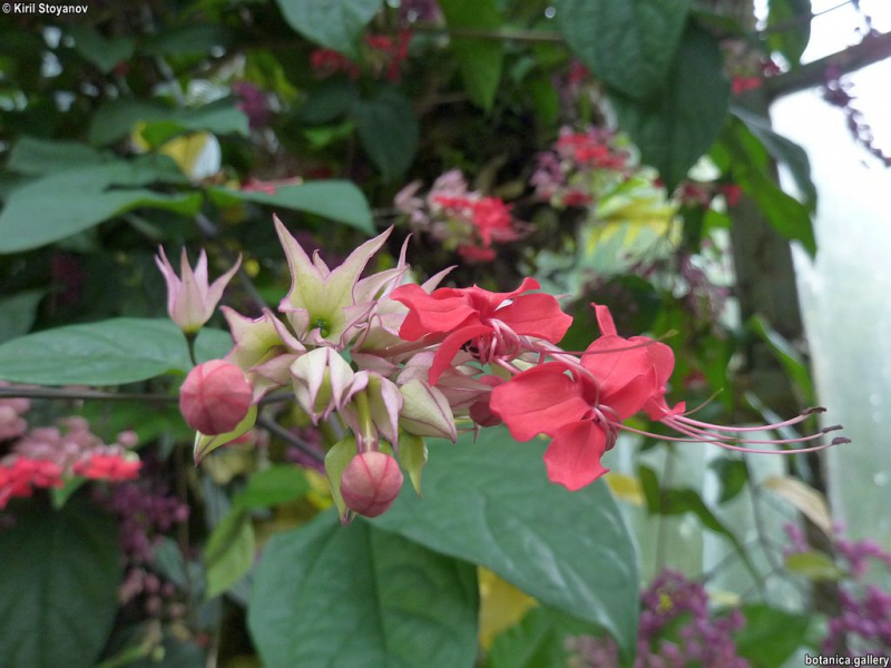 Clerodendrum thomsoniae