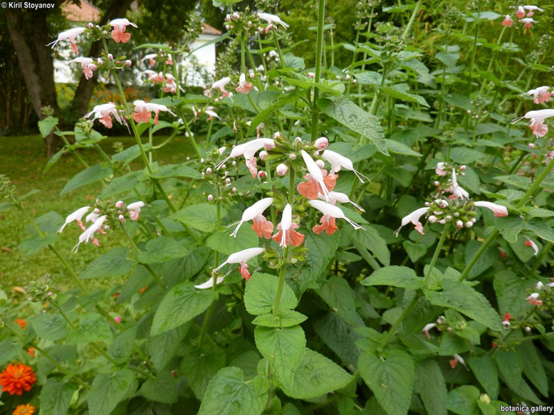 Salvia coccinea