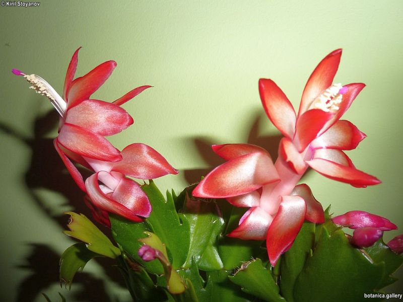 Schlumbergera truncata