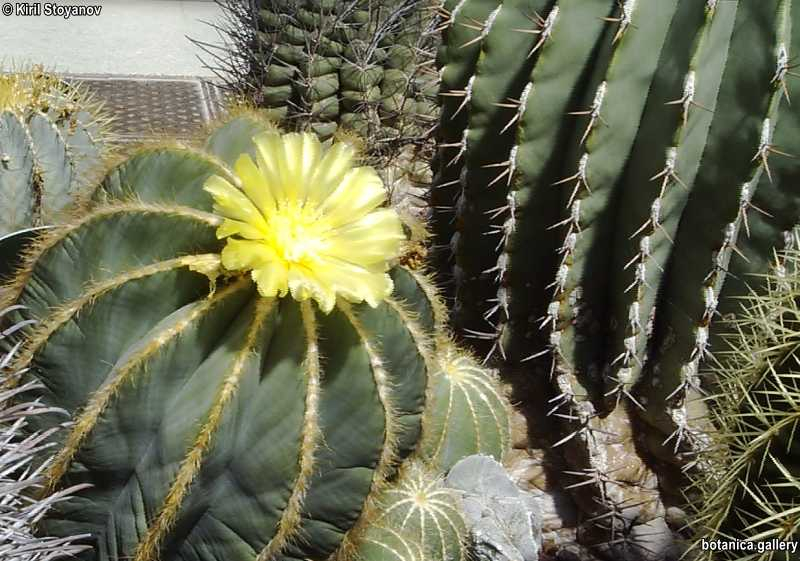 Parodia magnifica