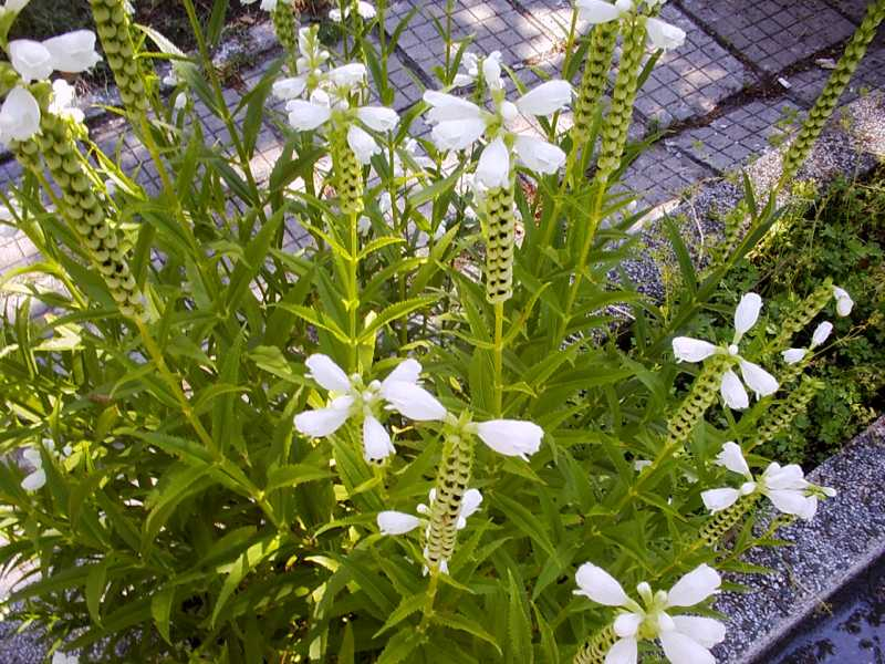 Physostegia virginiana