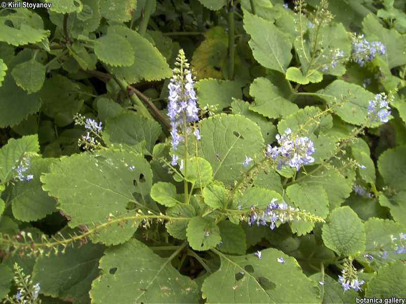 Plectranthus fruticosus