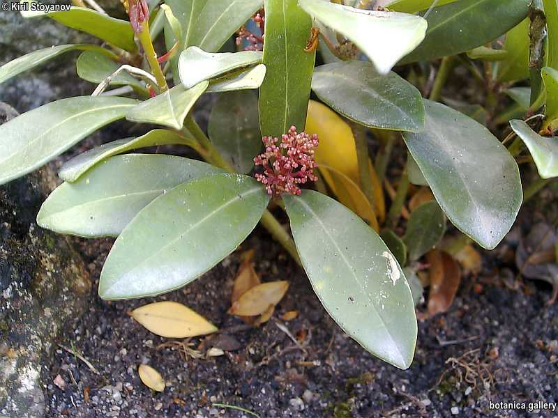 Skimmia japonica