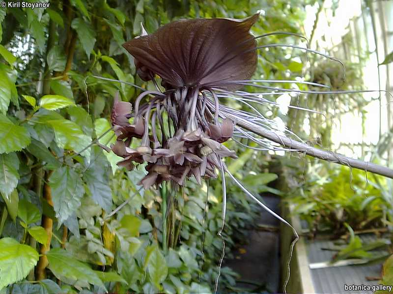 Tacca chantrieri