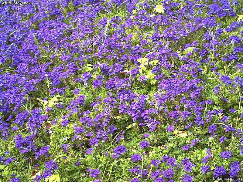 Verbena repens