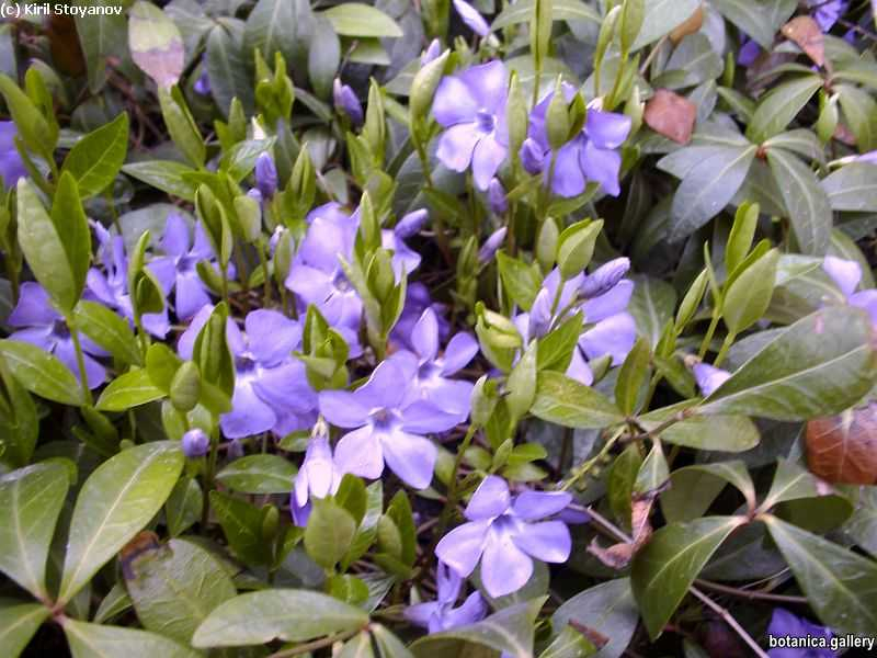 Vinca minor