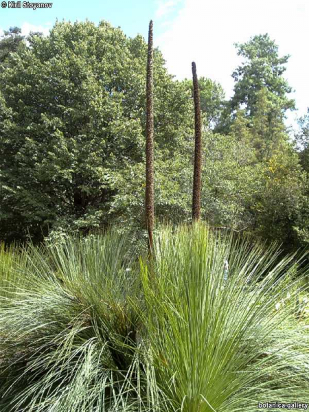 Xanthorrhoea quadrangulata