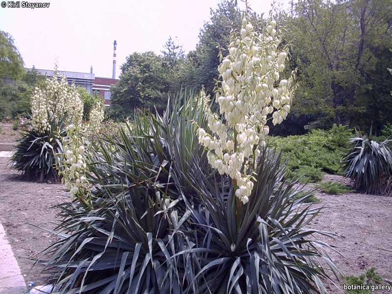 Yucca filamentosa