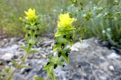 Sideritis montana