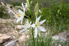 Anthericum liliago