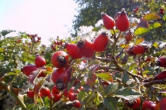 Rosa canina