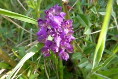 Orchis morio